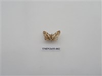 藏品(尺蛾188)的圖片